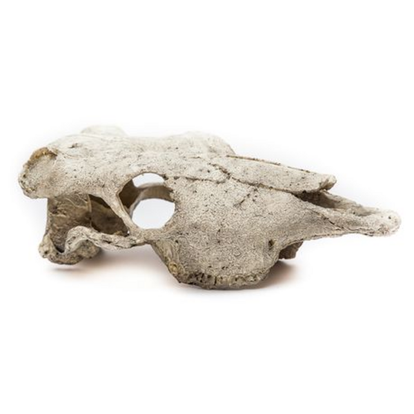 Buffalo Skull for Terrarium