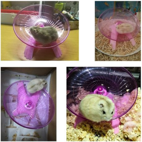 CARNO Hamster Flying Saucer Running Disc (18cm)
