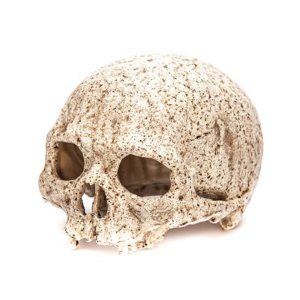 Primate Skull for Terrarium