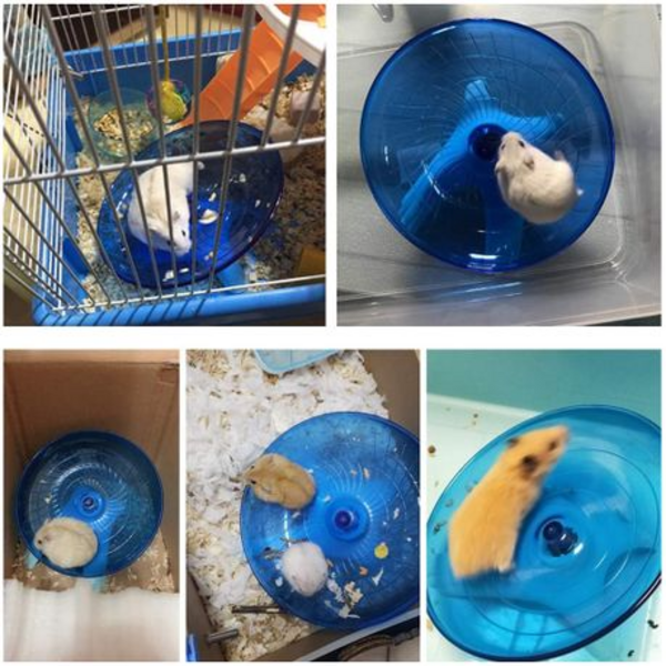 CARNO Hamster Flying Saucer Running Disc (18cm)