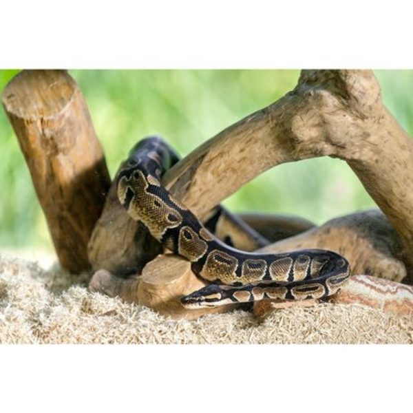 Giangarden Aspen Sawdust Bedding 4L (650g) - NaturalSubstrate for Reptiles