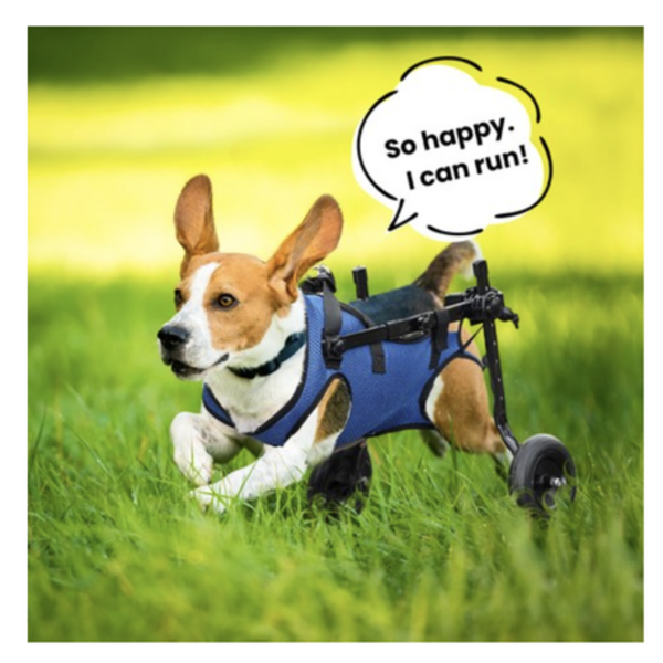 Pet Walk Adjustable Wheelchair For Back Legs