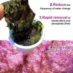 Zetlight E200S WiFi Algae Refugium LED Light – Macroalgae Growth System - Image 10