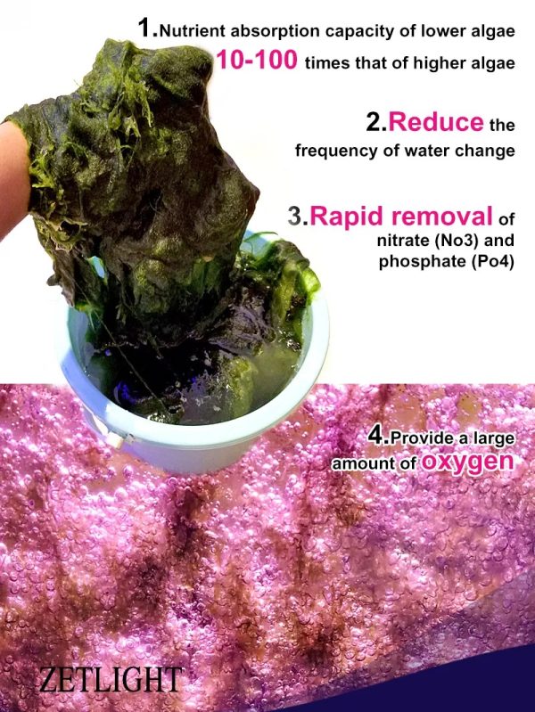 Zetlight E200S WiFi Algae Refugium LED Light – Macroalgae Growth System