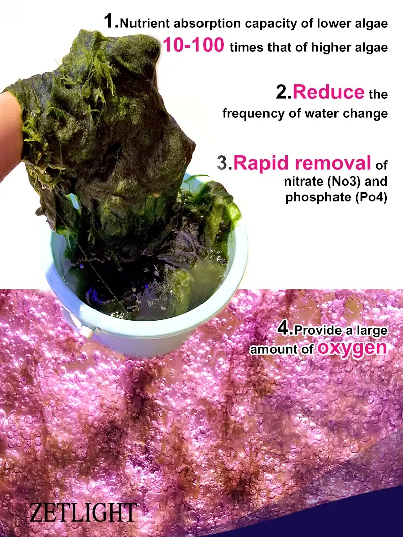 Zetlight E200S WiFi Algae Refugium LED Light – Macroalgae Growth System - Image 10