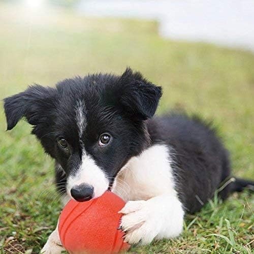 Solid Rubber Ball 7cm – Durable Interactive Dog Toy