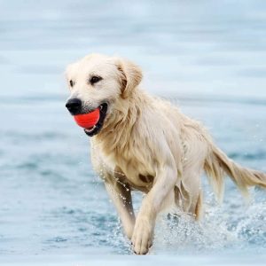 Solid Rubber Ball 7cm – Durable Interactive Dog Toy - Image 4