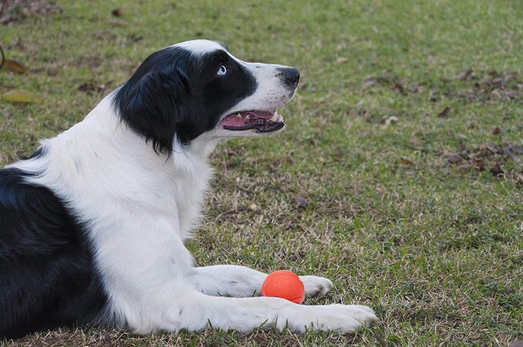 Solid Rubber Ball 7cm – Durable Interactive Dog Toy