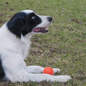 Solid Rubber Ball 7cm – Durable Interactive Dog Toy - Image 6