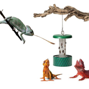 Giangarden Chameleon Feeding Bowl - Image 3