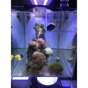 Acrylic Double Fish Isolation Box 200 x 120 x 130mm