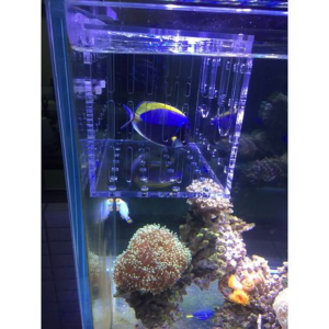 Acrylic Double Fish Isolation Box 200 x 120 x 130mm - Image 2