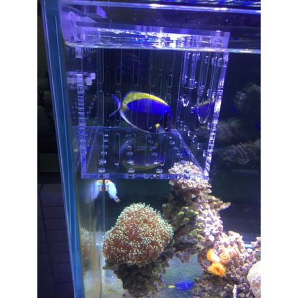 Acrylic Double Fish Isolation Box 200 x 120 x 130mm