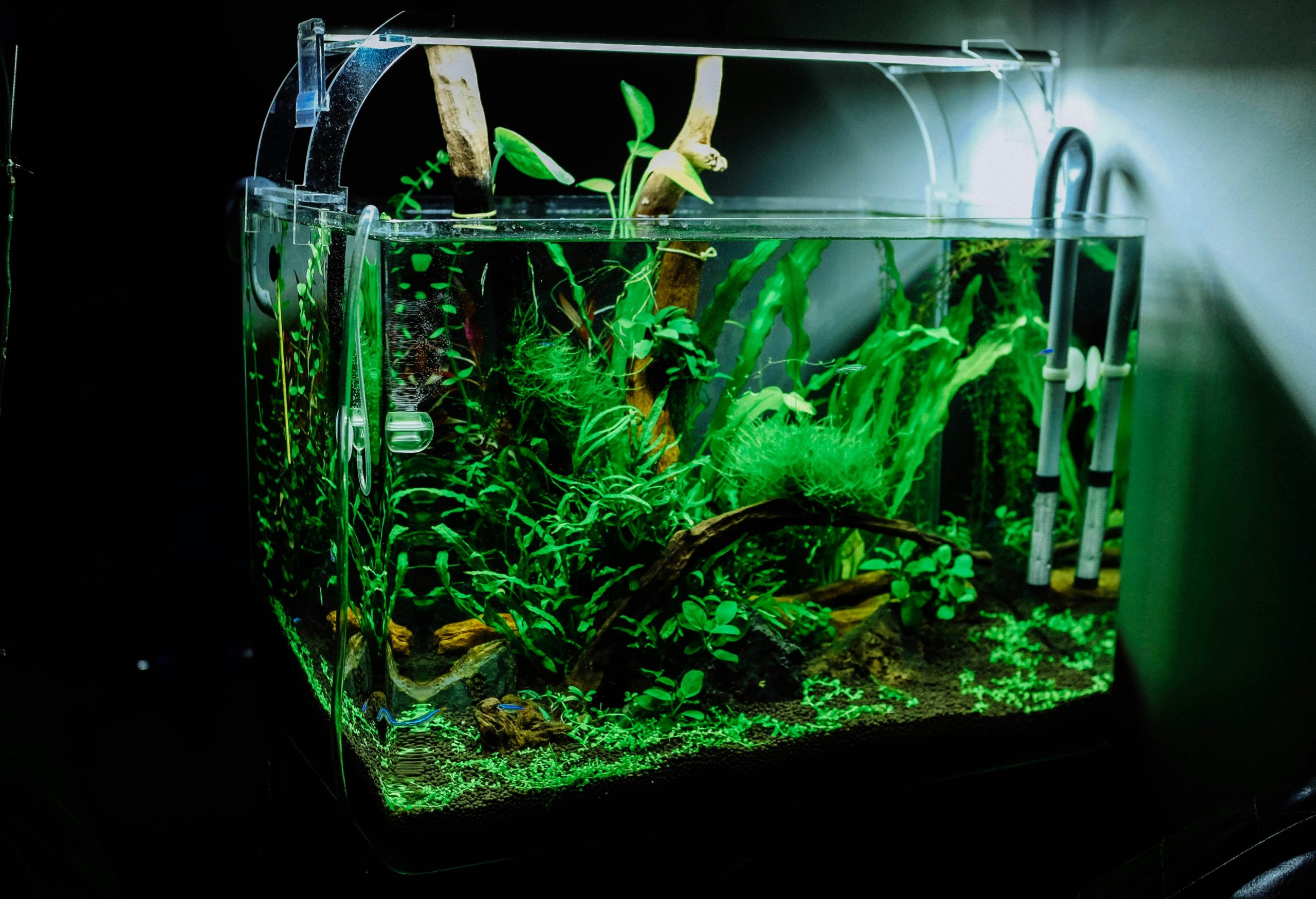 How to Choose the Right LED Lighting for Your Aquarium (Freshwater vs. Planted)