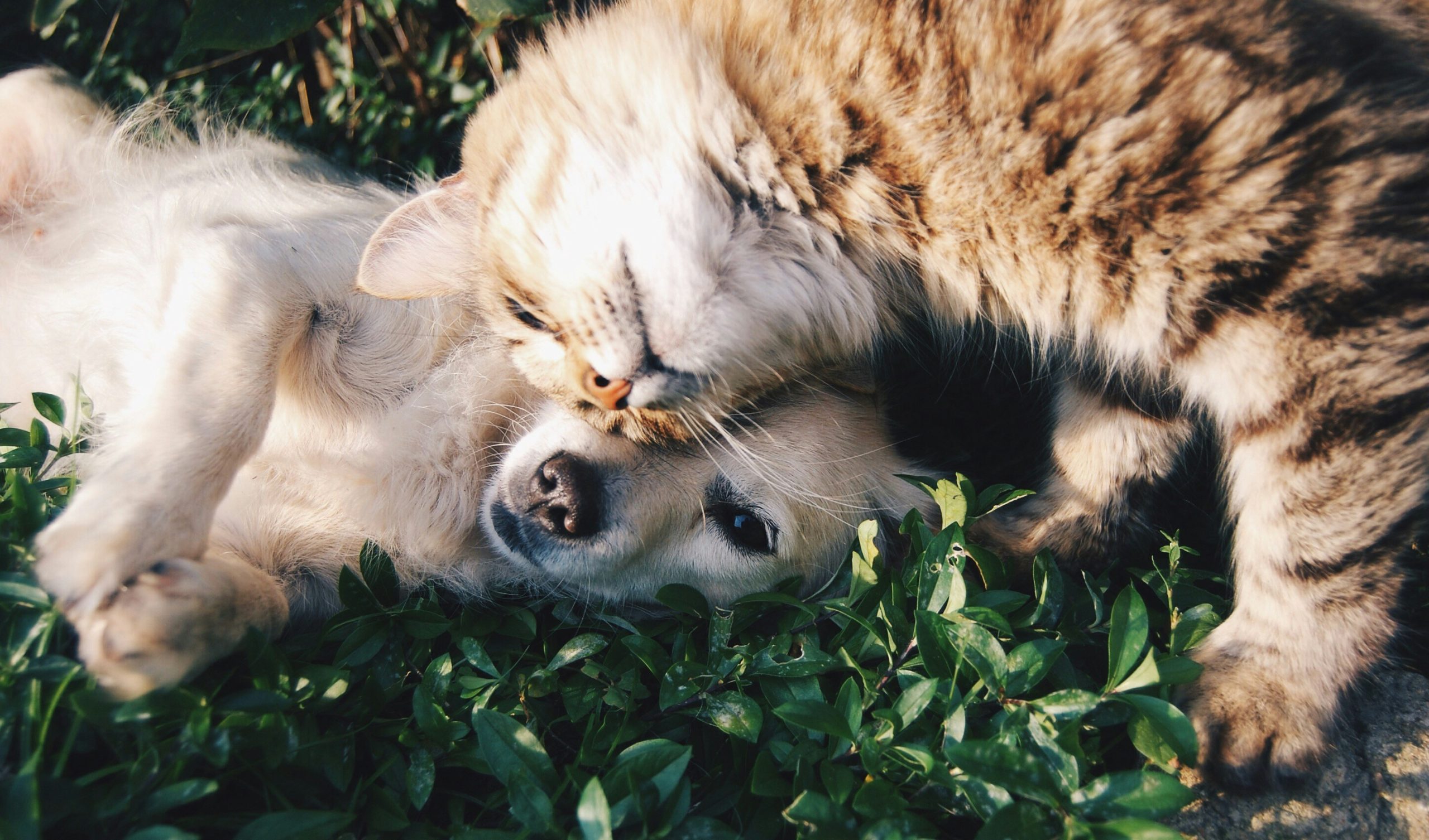 Daily vs. Weekly Pet Care Checklist for Busy Owners